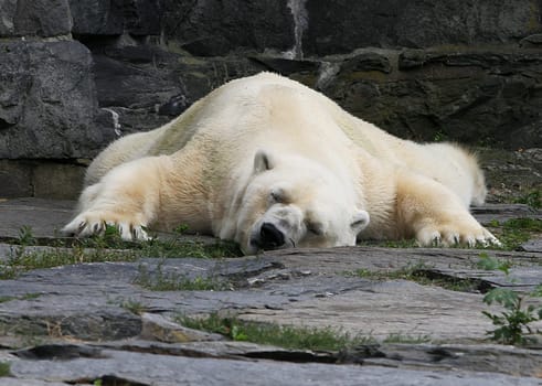 Sleep