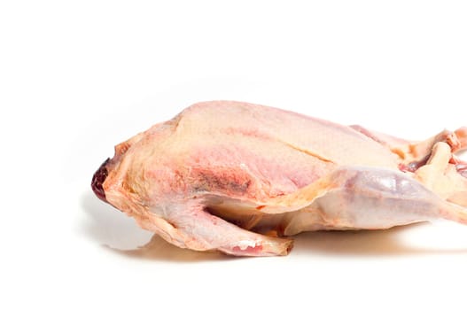 fresh wild duck