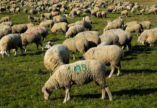 Lack of sheep?