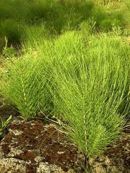 Field Horsetail 0