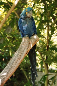 macaw