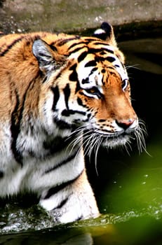 TigerPortrait