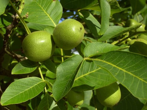 Walnut Tree 02