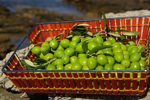 Olive 22