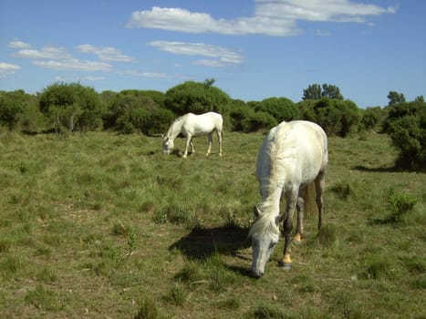 Horse 04