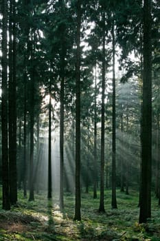 Sunbeams in the forest