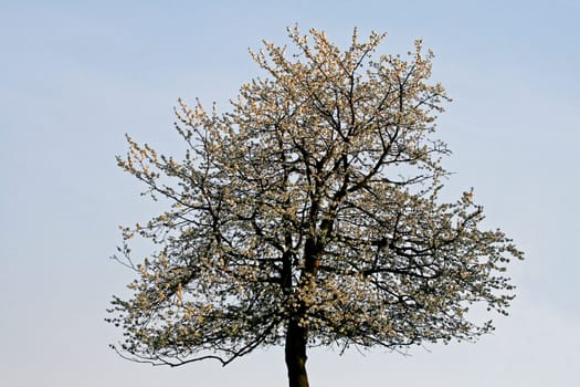 Cherry tree in Hagen