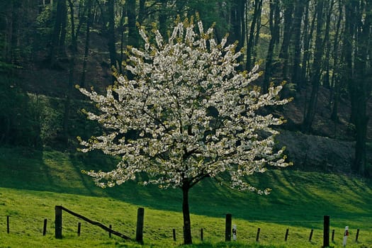 Cherry tree in Holperdorp