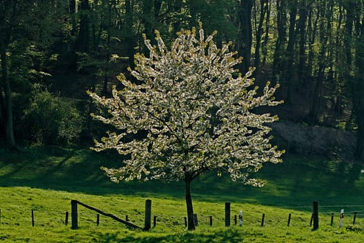 Cherry Tree in the Light,Prunus