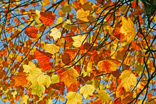 Liriodendron tulipifera,Tulip Tree