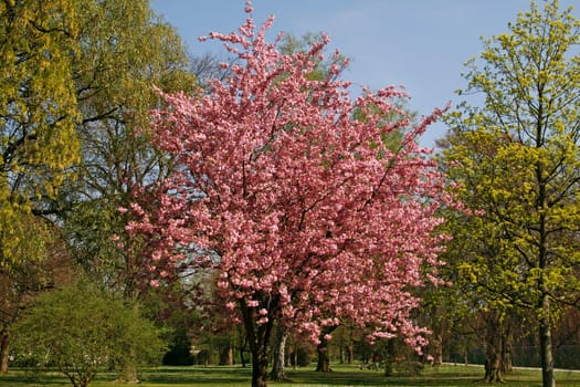 Prunus,Cherry Tree
