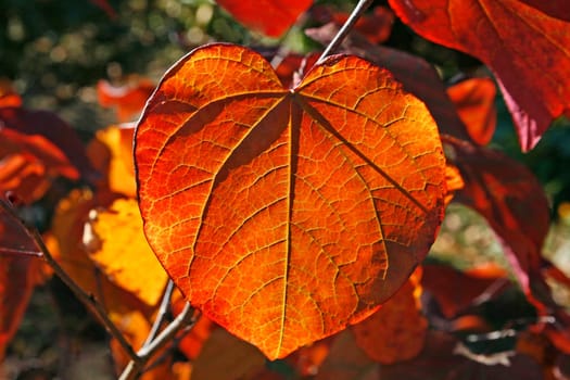 Cercis Forest Pansy