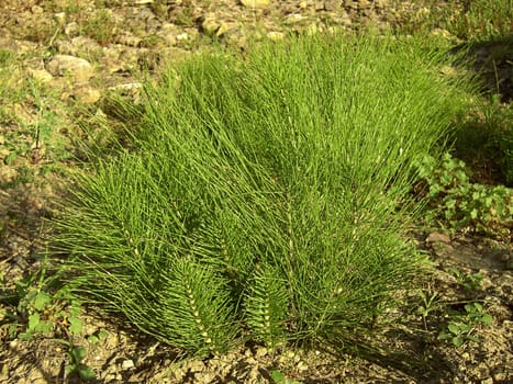 Field Horsetail 0