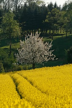 Rapeseed field with cherry tree in Hagen