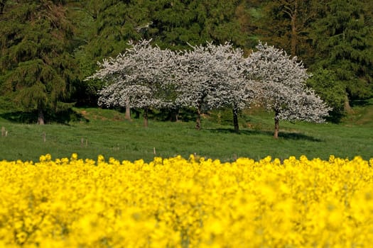 Cherry tree in Hagen
