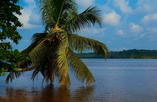 Something for the mind,for all those who suffer from cold,and fog,and... and... and,just like me. This picture was taken almost exactly at the equator,the coast you see belongs to Equatorial Guinea,it shows the inlet that separates Cameroon from this country. Dor