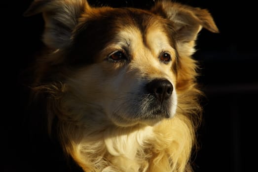 Dog 03