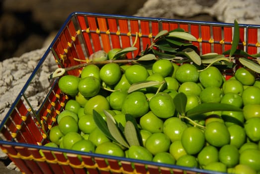 Olive 23