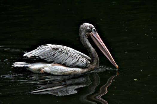 Pelican