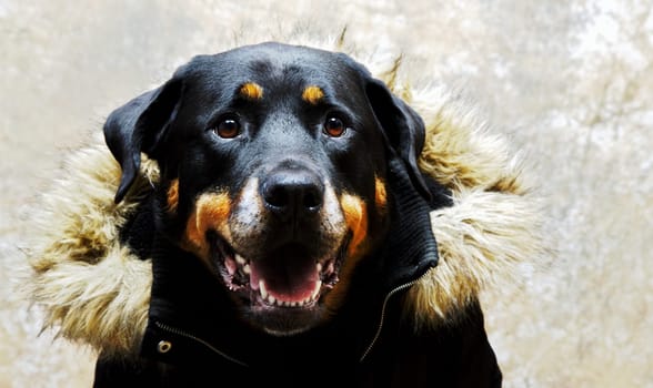 DOG FASHION 2008