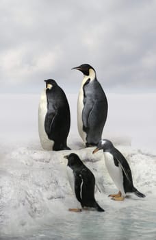 Emperor penguins