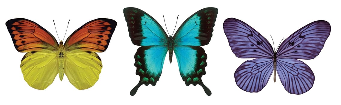 3 butterflies