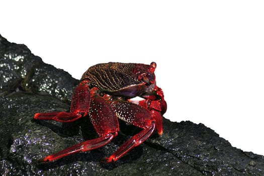Cliff Crab