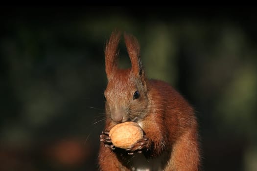 Squirrel Bowling