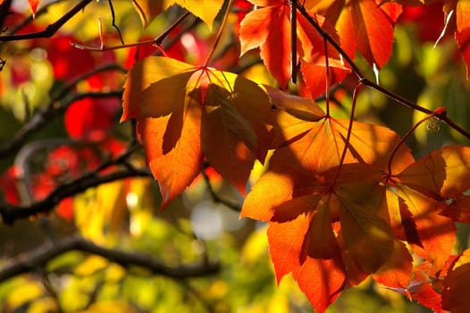 Autumn Colors