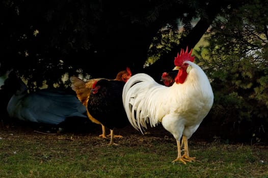 Poultry 2