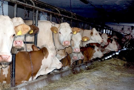 Factory farming