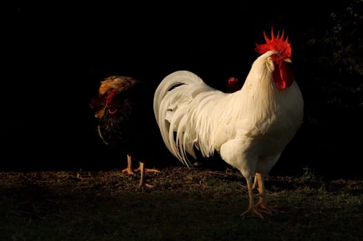 Poultry