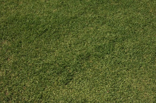 Grass Background