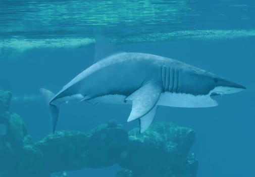 White shark