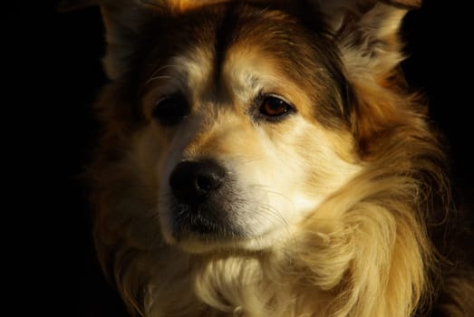 Dog 02