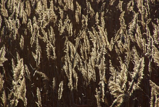Reeds 05