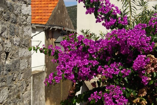 Mali Ston 03
