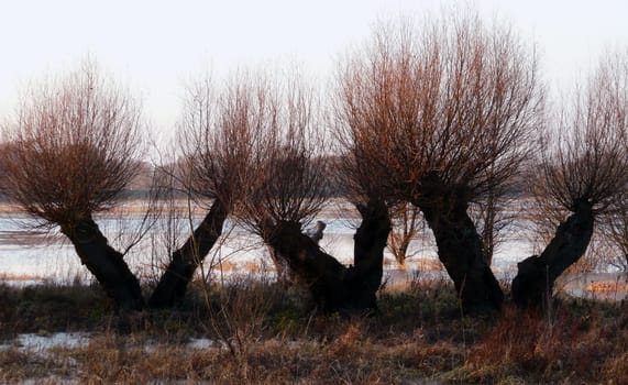 Trees