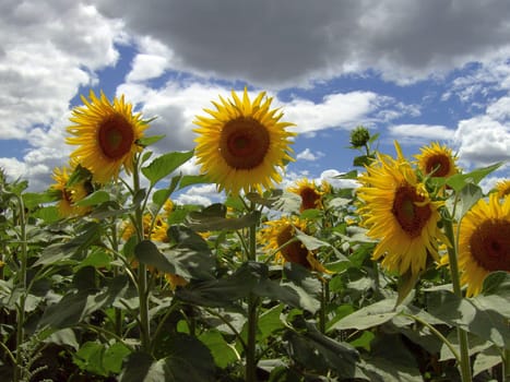 Sunflowers 19