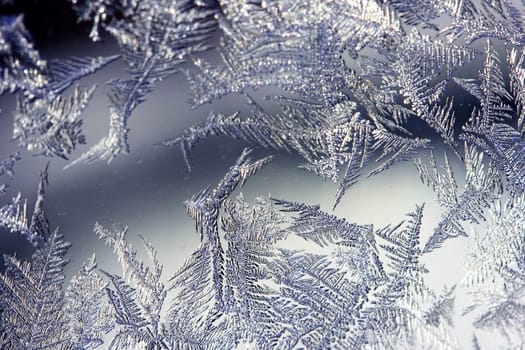 Ice Flowers