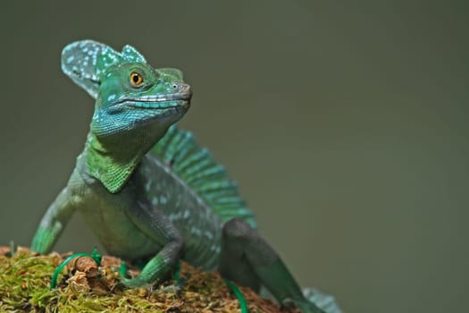 Drago