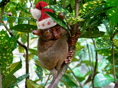 We wish you a Merry Christmas and a Happy New Year 2008 - Dieter -