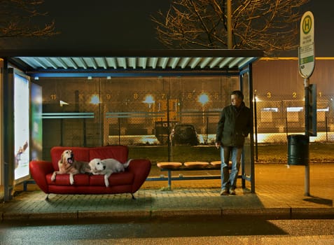 What is he looking at,has probably never seen a dog before?