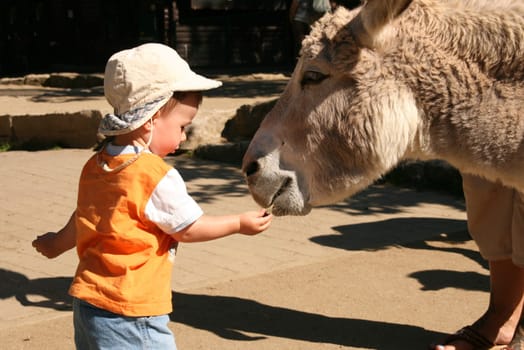 Toddler feeds a donkey