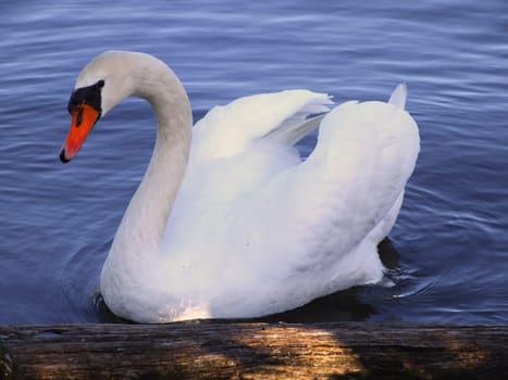 Swan