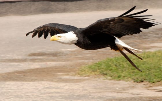 Bald Eagle