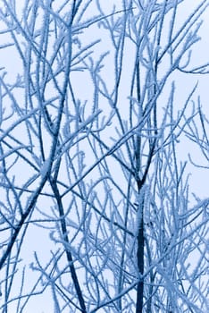 Frosty forest in the winter