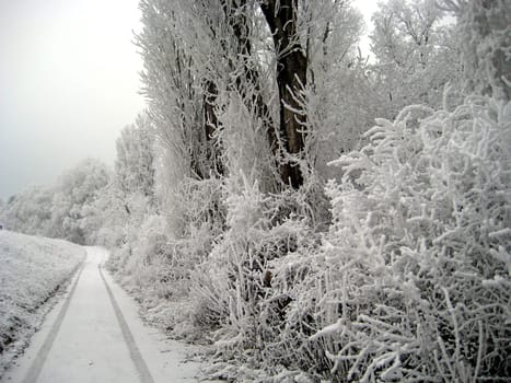 Frosty forest in winter