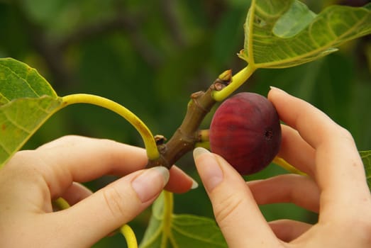 Fig 14