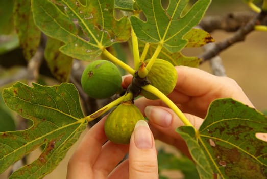 Fig 23